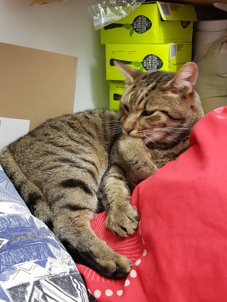 Next door's -thug- cat