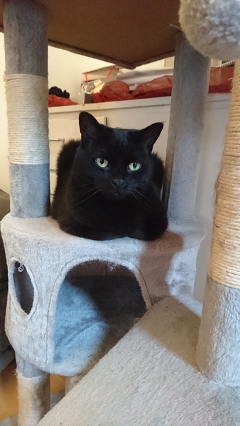 Happy Black Cat appreciation day.