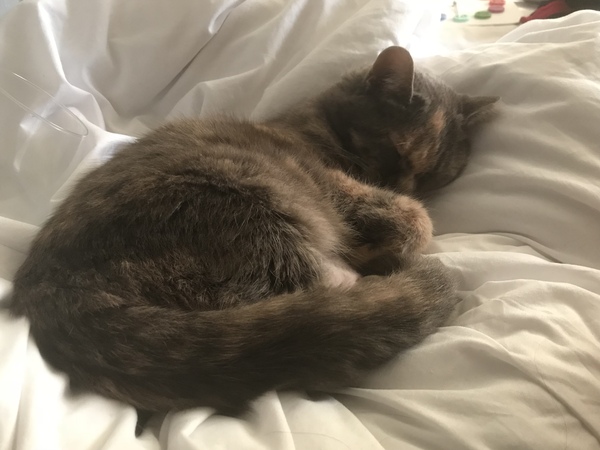 Help! My cat thinks she's a blanket