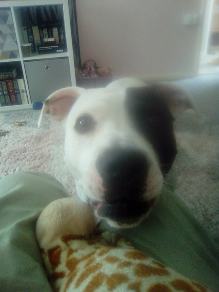 Westminstenders: Constitutional History