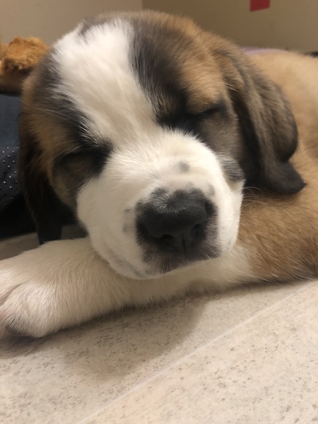 Puppy Support Group 2