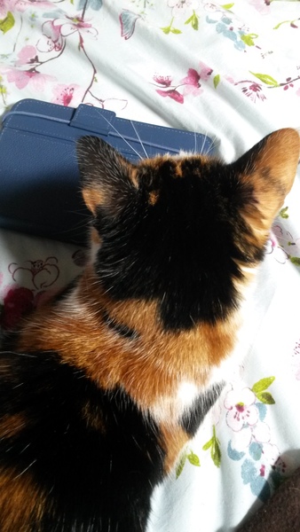Pilling the cat: 100 easy steps