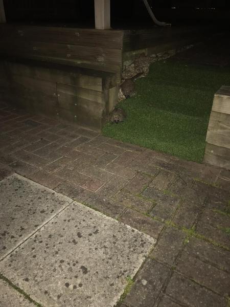 Giant hedgehog living in my garden