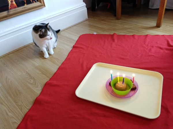 Cats Birthday Party (4 years old)