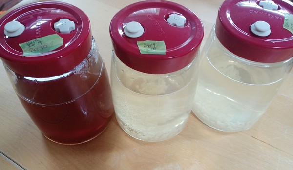 Any fermentistas/kombuchers about?