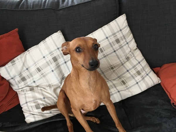 What are your favourite breeds of dog ?