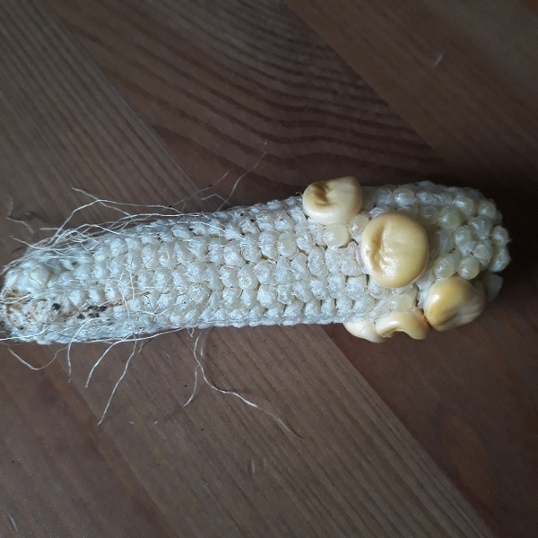 Allotment/Veg Patch Thread 14 ! growing into summer
