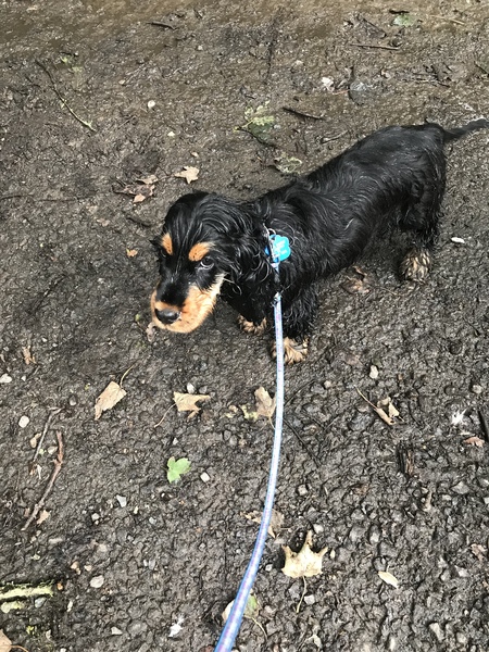 Young Puppy Support Group