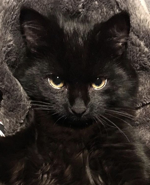 AIBU to keep my cat in for 3 weeks