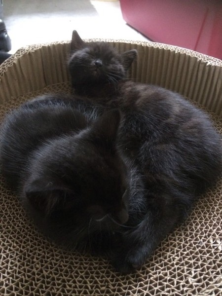 Happy Black Cat appreciation day.
