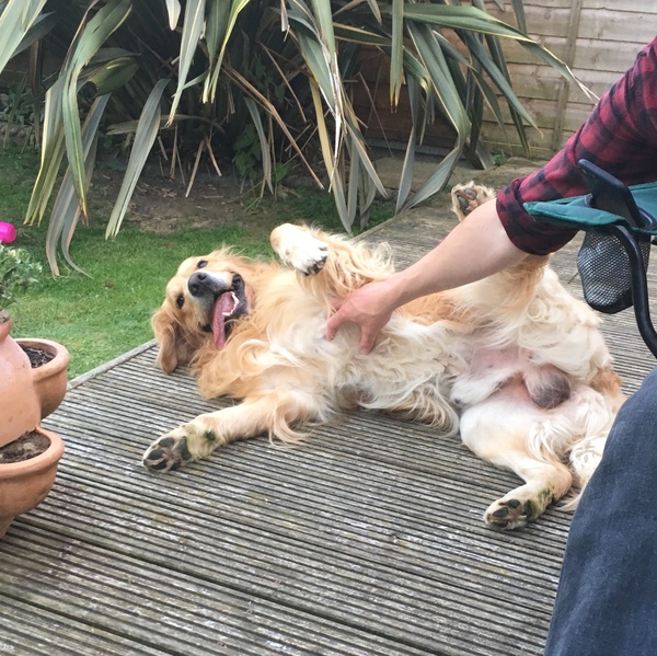to think owning a dog is selfish?