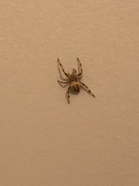 What kind of spider is this?! PIC (trigger warning blah blah)