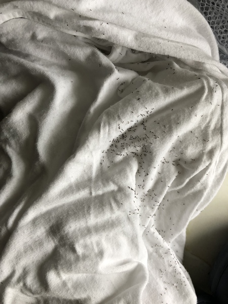 Do you leave your washing on the line overnight?