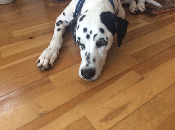 What are your favourite breeds of dog ?