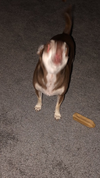 Fun things to do with your dog inside
