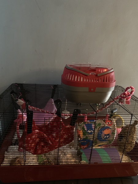Not to get a new hamster cage?