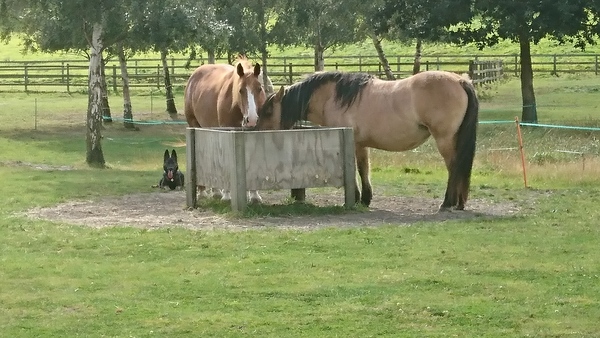 WWYD horses companion after pts