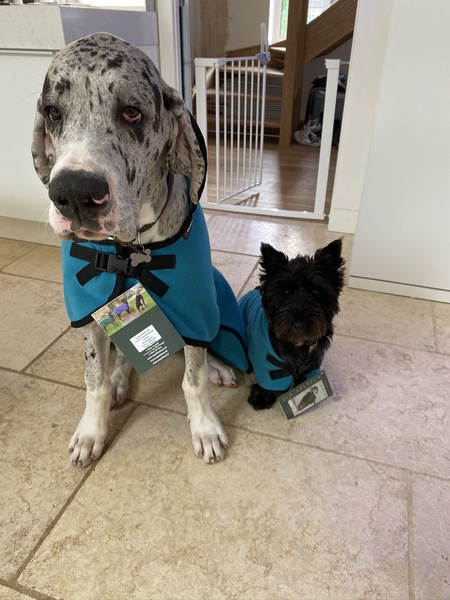 What are your favourite breeds of dog ?