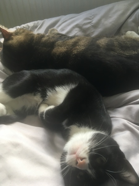 Pilling the cat: 100 easy steps