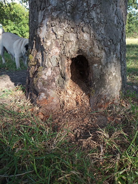 What is living in my tree?