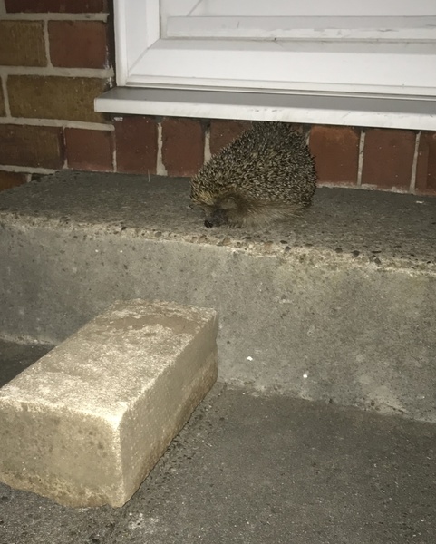Giant hedgehog living in my garden