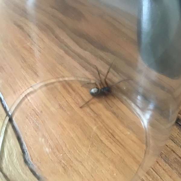 To ask what the hell kind of spider is this?! (Picture warning)