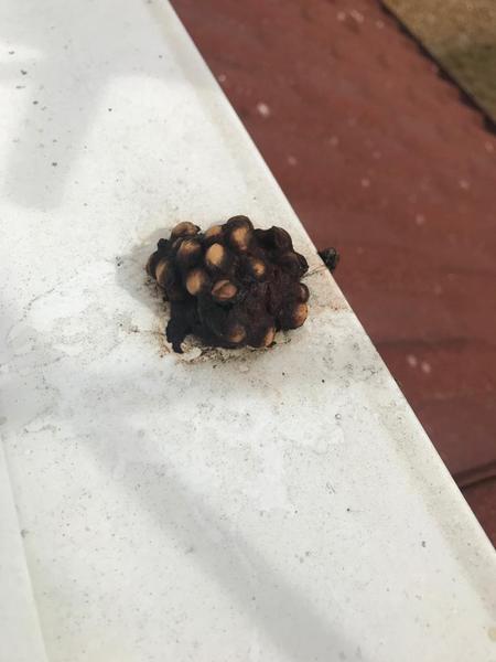 What is this? Droppings on window sill