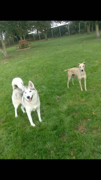 What are your favourite breeds of dog ?