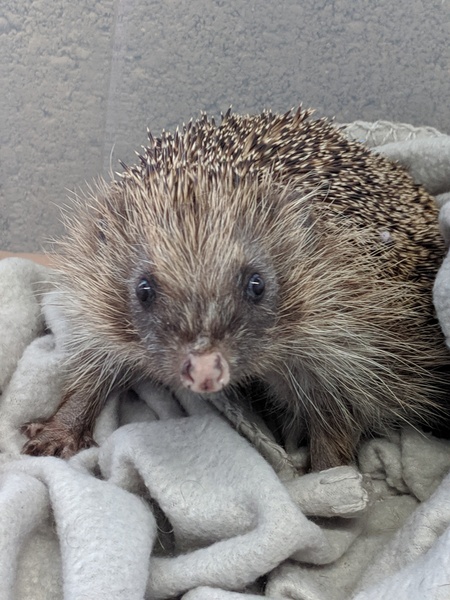 Giant hedgehog living in my garden