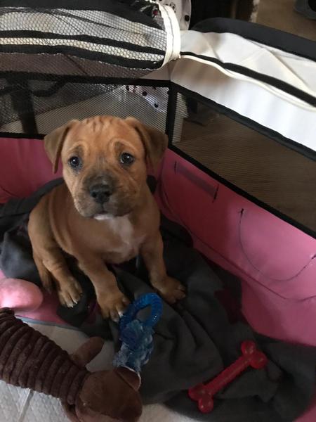 Young Puppy Support Group