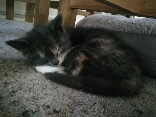 What would you call our kittens?