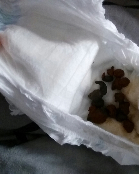 To think this isn't normal? Warning: contains poo pics >