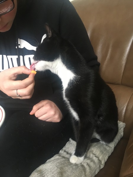Cat chat - 100 slave tips