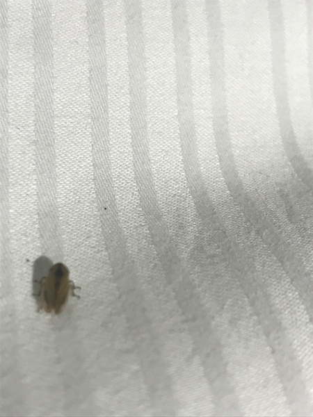 To be freaking out about bedbugs in premier Inn....