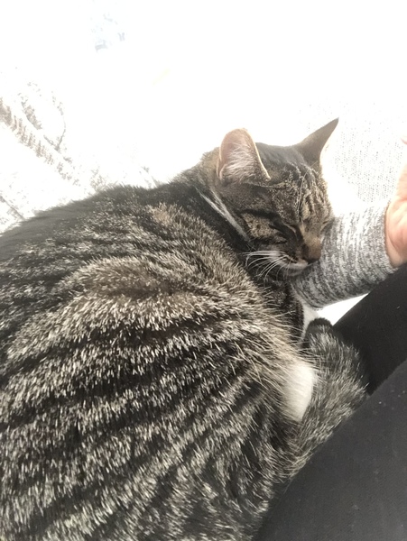 Isn’t it the best feeling when your nervous cat chooses to curl up on your knee?