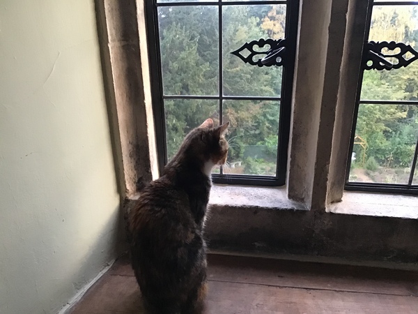 Westminstenders: Silly Season