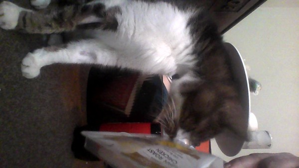 Pilling the cat: 100 easy steps