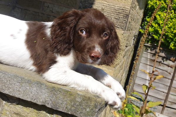 Best dog breed with young children