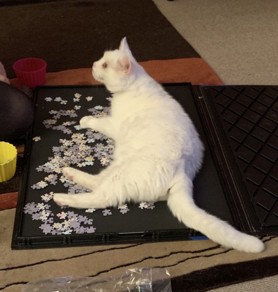 My foster cat is the cleverest