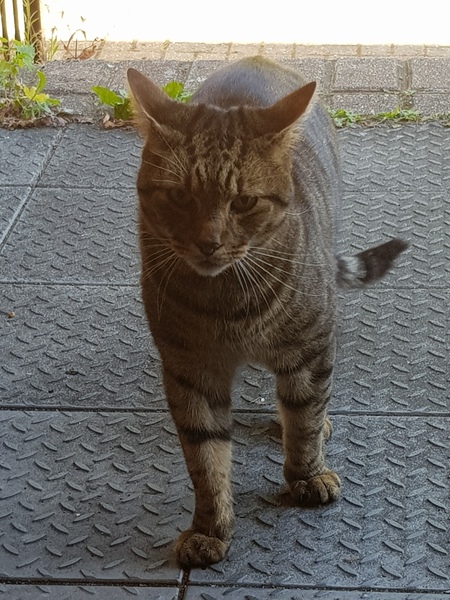 Next door's -thug- cat