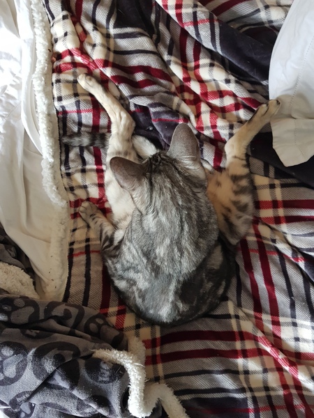 I think my cat is broken...