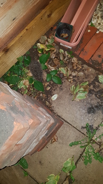 Giant hedgehog living in my garden