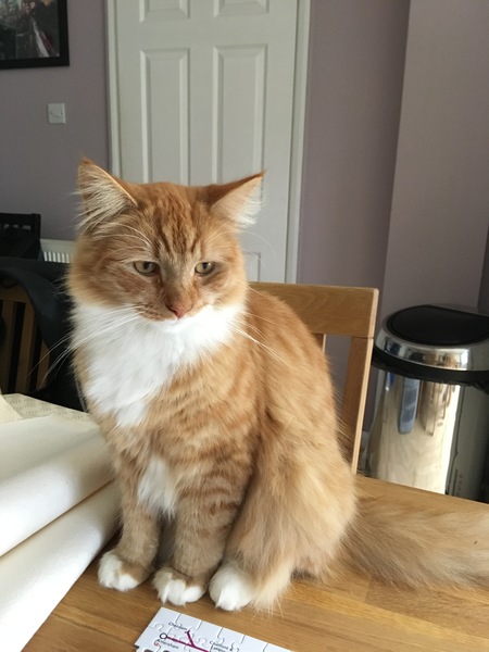 Does my cat look like Prince?