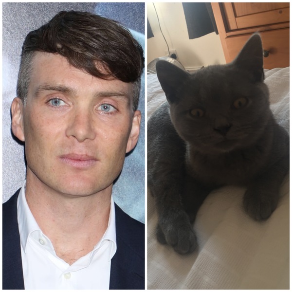 Does my cat look like Prince?