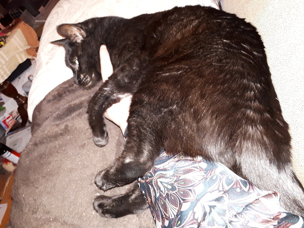 Pilling the cat: 100 easy steps