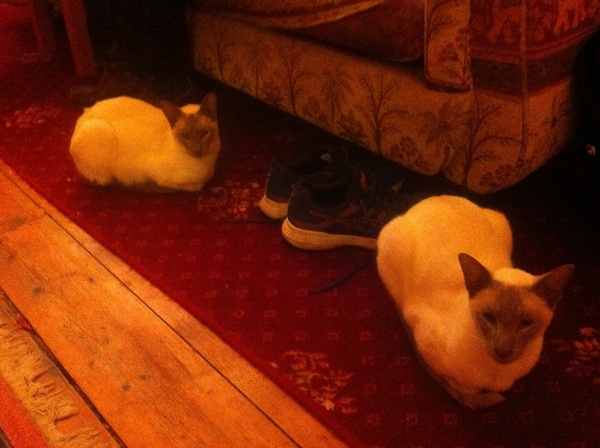 Westminstenders: The House Is On Fire