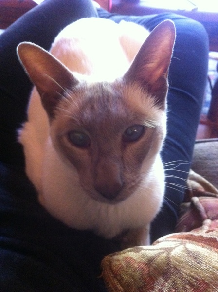 Westminstenders: The Rule of Law