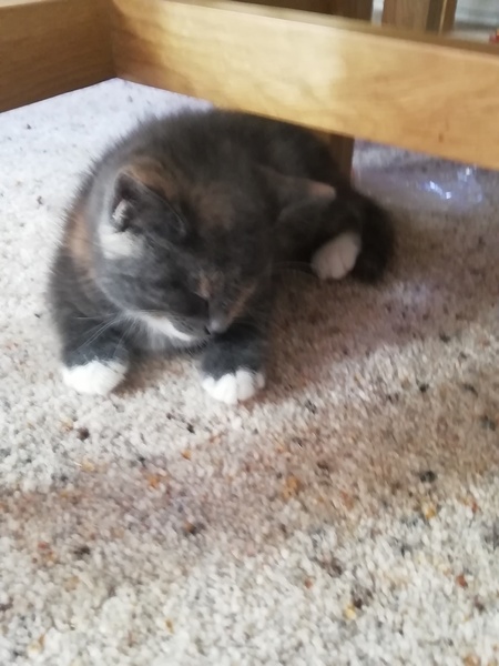 What would you call our kittens?