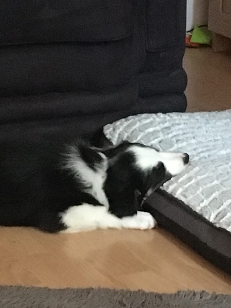 Show me your puppies!