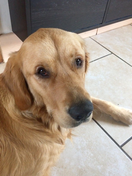 to think owning a dog is selfish?